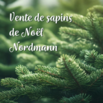 vente de sapin de Noel