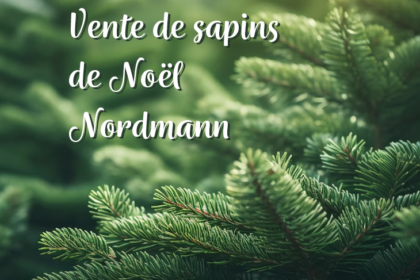 vente de sapin de Noel