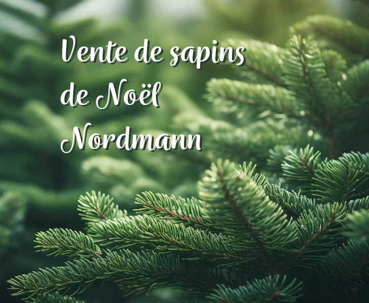 vente de sapin de Noel